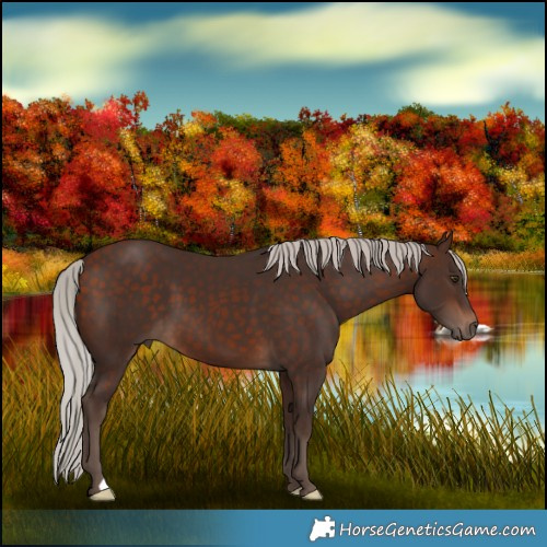 Horse Color:Silver Bay 