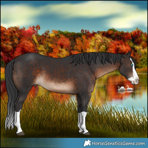 Horse Color:Brown Splash 