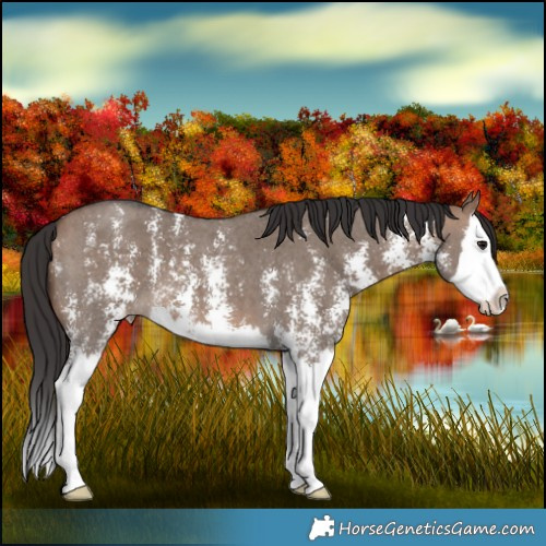 Horse Color:Brown Dun Sabino Splash 