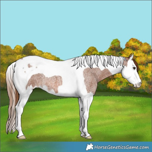 Horse Color:Red Roan Splash Tobiano