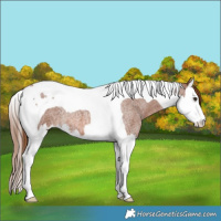 Horse Color:Red Roan Splash Tobiano 