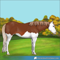Horse Color:Chestnut Splash