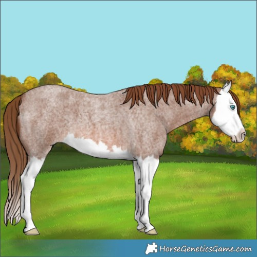 Horse Color:Red Roan Splash