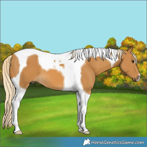 Horse Color:Palomino Tobiano