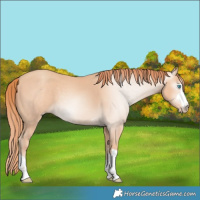 Horse Color:Gray Perlino 