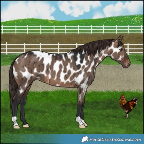 Horse Color:Brown Dun Near Leopard Brindle 