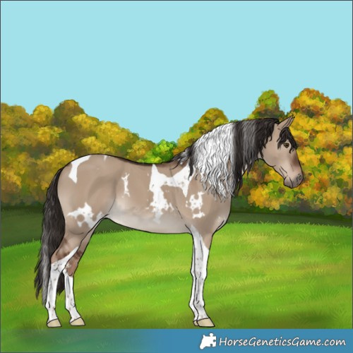 Horse Color:White Spotted Liver Red Dun Tobiano 