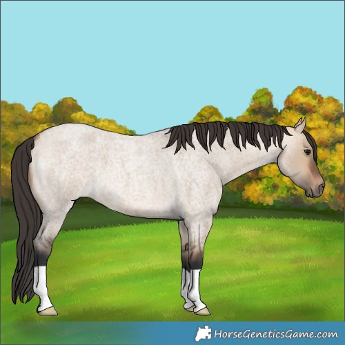 Horse Color:Bay Roan Dun 