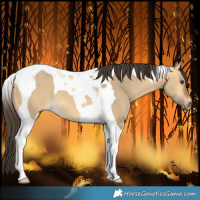 Horse Color:Buckskin Dun Tobiano 