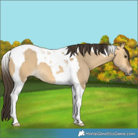 Horse Color:Buckskin Dun Tobiano