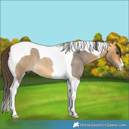 Horse Color:Buckskin Roan Tobiano 