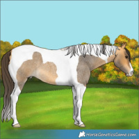 Horse Color:Buckskin Roan Tobiano