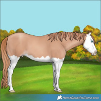 Horse Color:Gold Champagne Splash