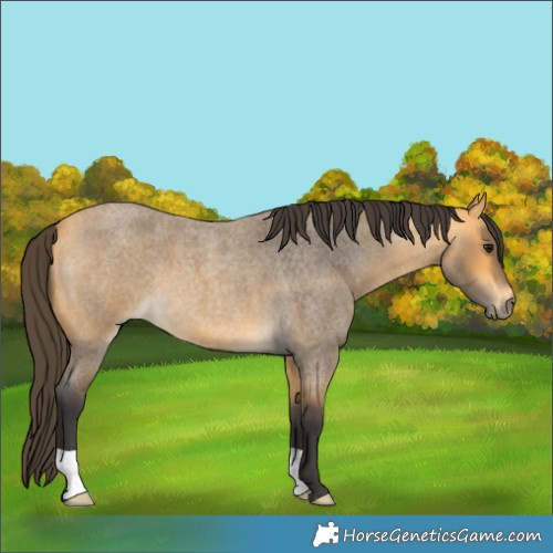 Horse Color:Buckskin Roan