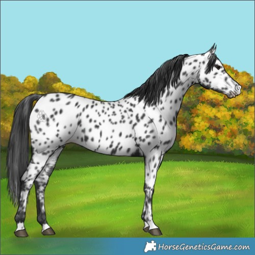 Horse Color:Black Appaloosa 