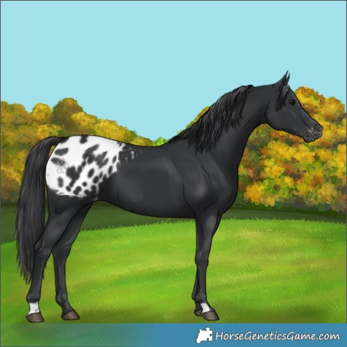Horse Color:Black Appaloosa