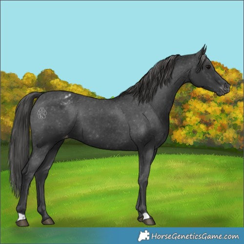 Horse Color:Black Appaloosa 