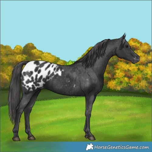 Horse Color:Black Appaloosa 