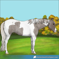 Horse Color:Silver Blue Roan Tobiano