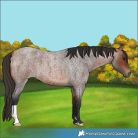 Horse Color:Bay Roan