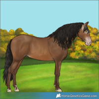 Horse Color:Gray Amber Champagne 