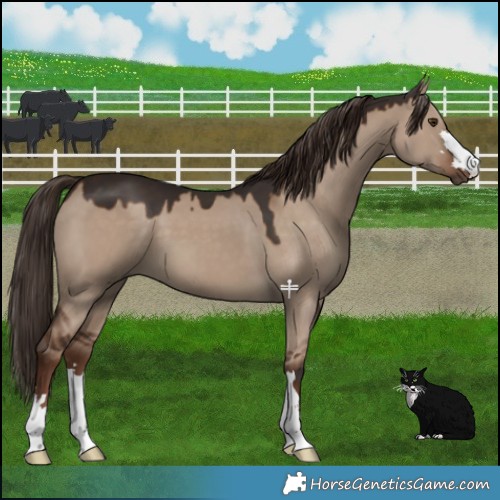 Horse Color:Liver Red Dun 