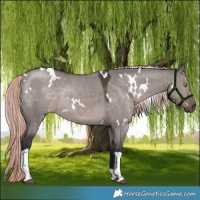 Horse Color:Platinum White Spotted Liver Red Dun Tobiano