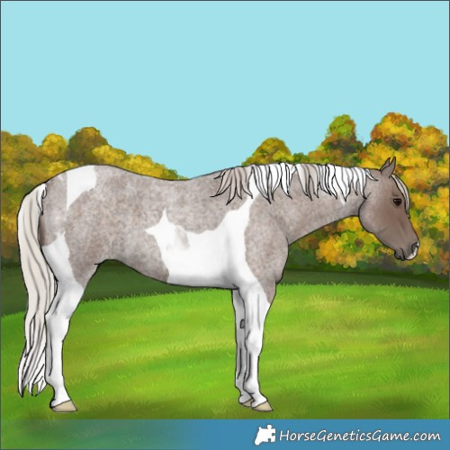 Horse Color:Silver Blue Roan Tobiano