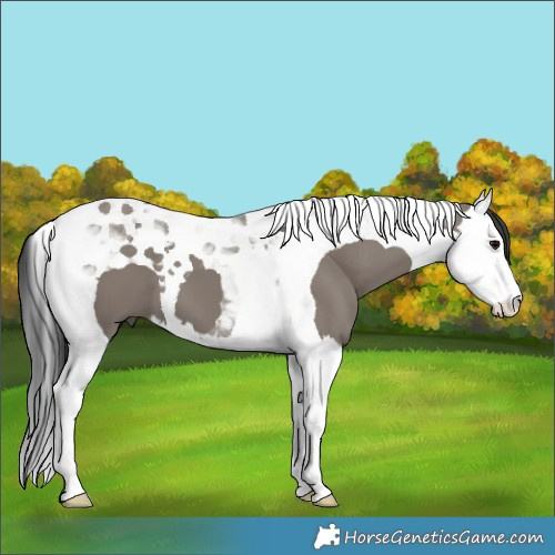 Horse Color:Grullo Splash Tobiano 