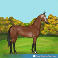 Horse Color:Gray Bay 
