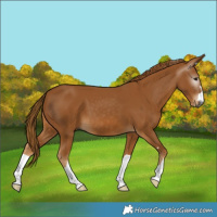 Horse Color:Gray Chestnut