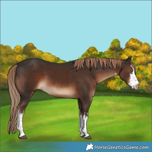 Horse Color:White Spotted Liver Chestnut 