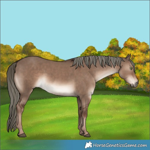 Horse Color:White Spotted Liver Red Dun Mushroom 