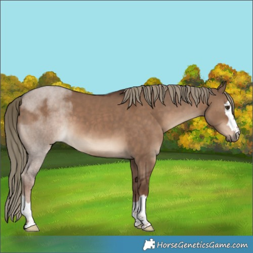 Horse Color:Liver Red Dun 