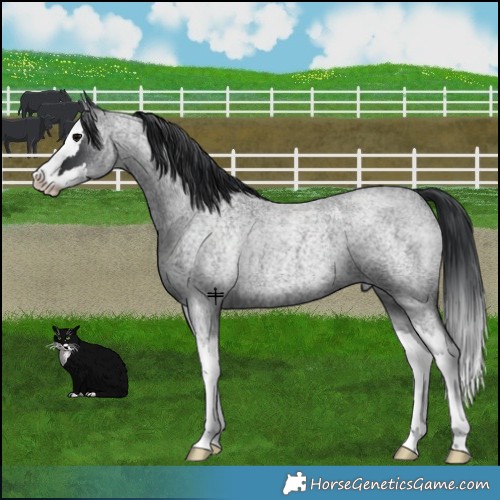 Horse Color:Blue Roan Splash 