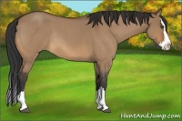 Horse Color:Bay Roan Dun Splash Rabicano 