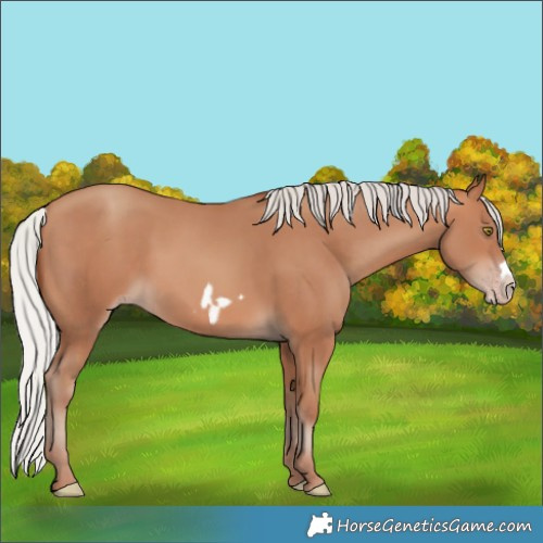 Horse Color:Silver Sable Champagne Frame 