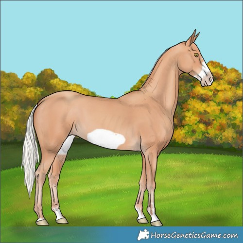 Horse Color:Silver Amber Champagne Frame 