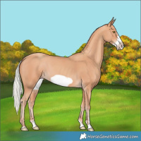 Horse Color:Silver Amber Champagne Frame