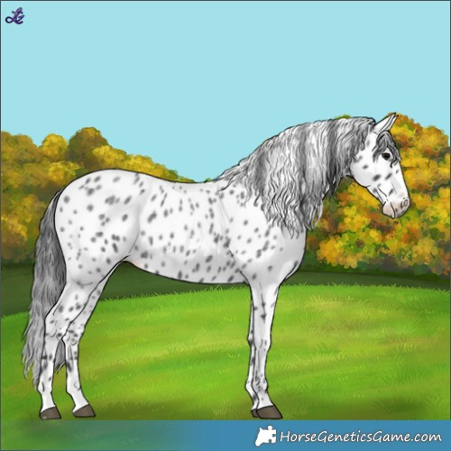 Horse Color:Blue Roan Leopard