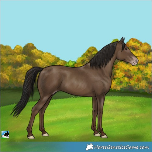 Horse Color:Gray Classic Champagne 