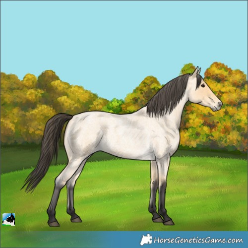 Horse Color:Buckskin Roan 