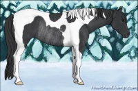Horse Color:Black Tobiano Rabicano