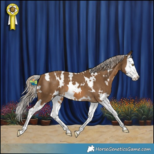Horse Color:White Spotted Chocolate Palomino Splash 