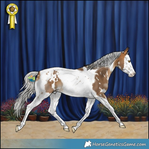 Horse Color:White Spotted Silver Buckskin Splash Tobiano 