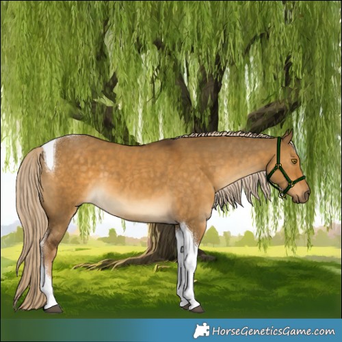 Horse Color:Chocolate Palomino Dun Tobiano 