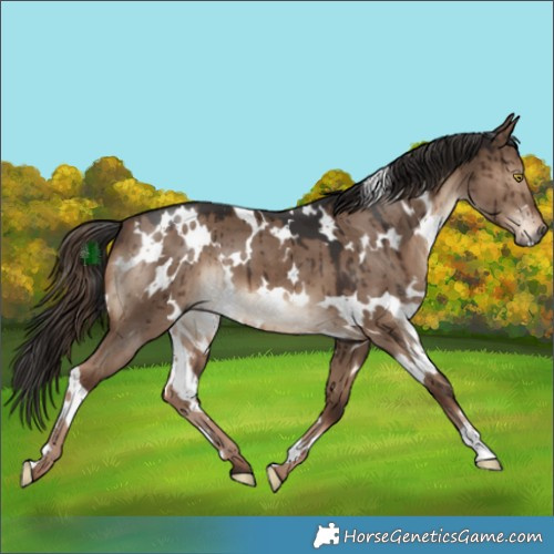 Horse Color:White Spotted Liver Red Dun Brindle 