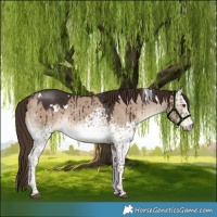 Horse Color:White Spotted Liver Red Dun Rabicano Brindle 