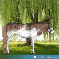 Horse Color:White Spotted Liver Red Dun Tobiano Brindle 