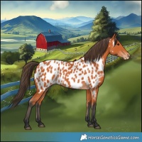 Horse Color:Bay Appaloosa 